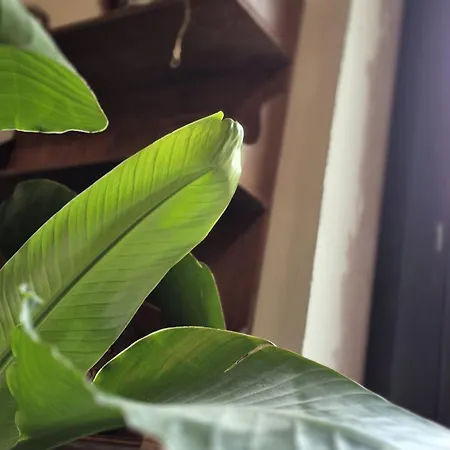 Gent's For Short And Middle Long Апартаменти *